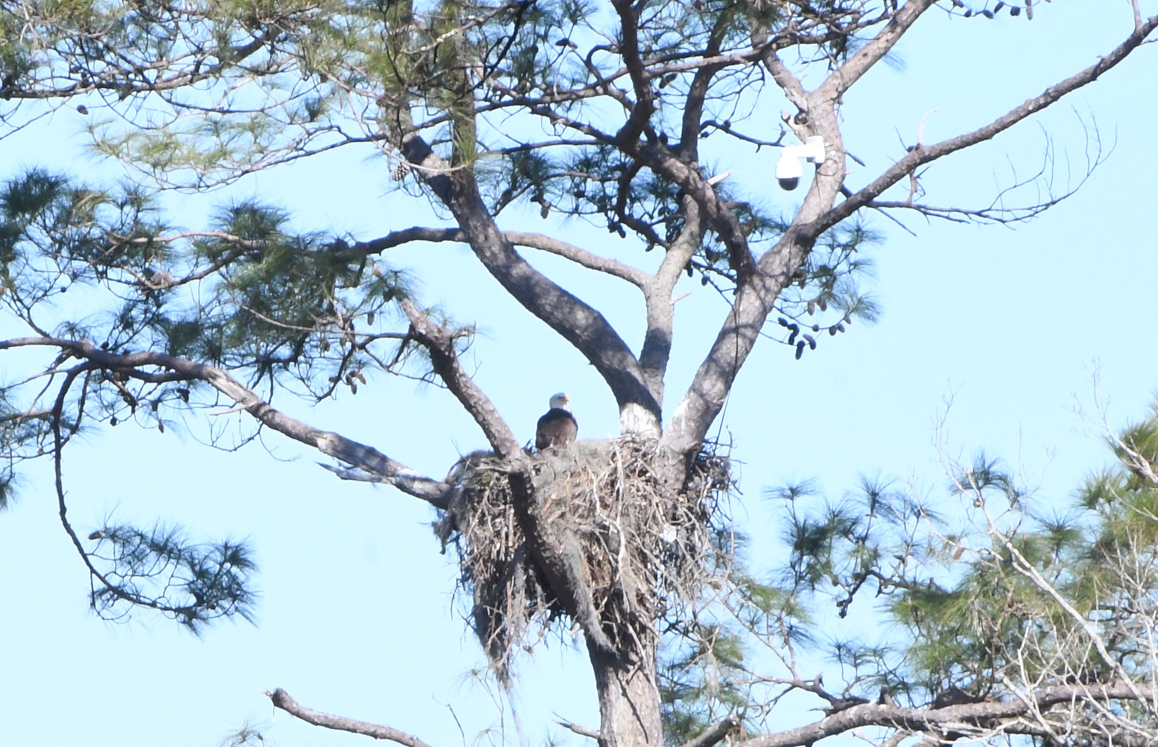 Anna could be seen in this 2022 Town Talk file photo, sitting on her nest near the Kincaid Recreation Area in Kisatchie National Forest. Anna died on Jan. 1 and another female, Andria, had died in early December after having a seizure and falling from her nest.